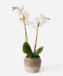 The Chantilly (Faux Flower)