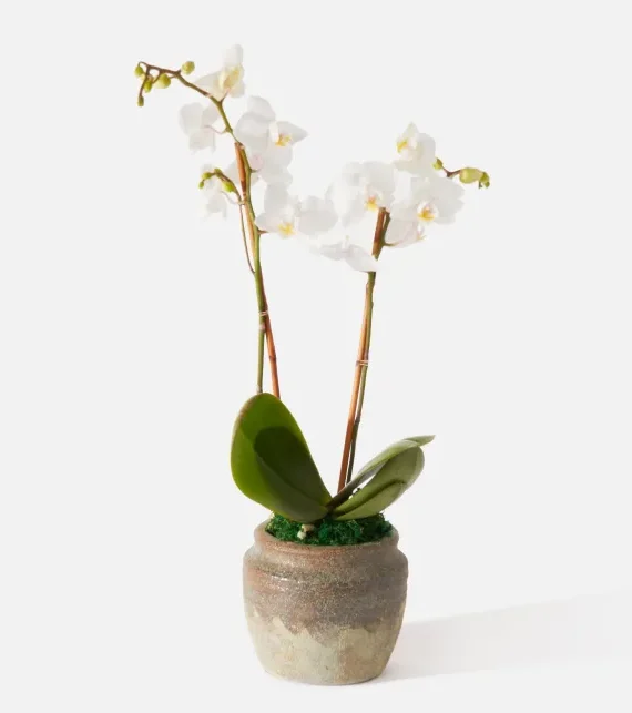 The Chantilly (Faux Flower)