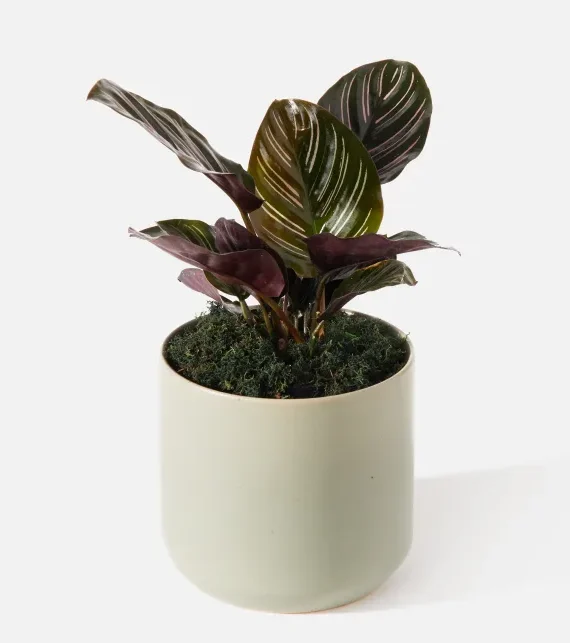 The Elysium (Faux Flower)