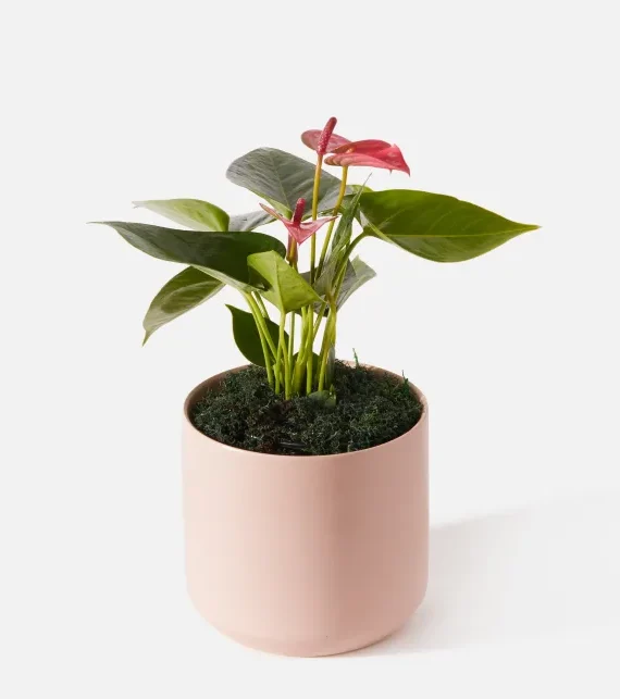 The Seraphina (Faux Flower)