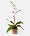 The Tawny (Faux Flower)