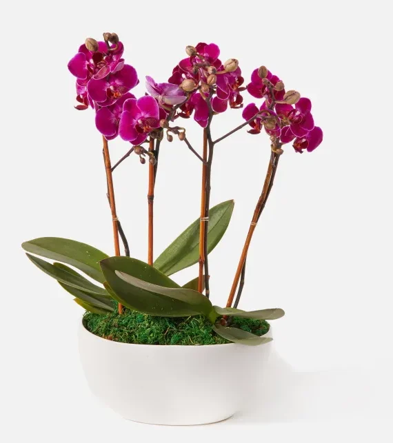 The Vivienne (Faux Flower)